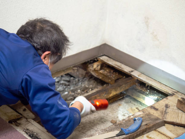 Best Mold Remediation for Specific Building Types in Greilickville, MI
