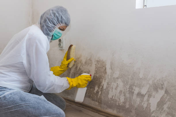 Best Mold Testing and Inspection Services in Greilickville, MI