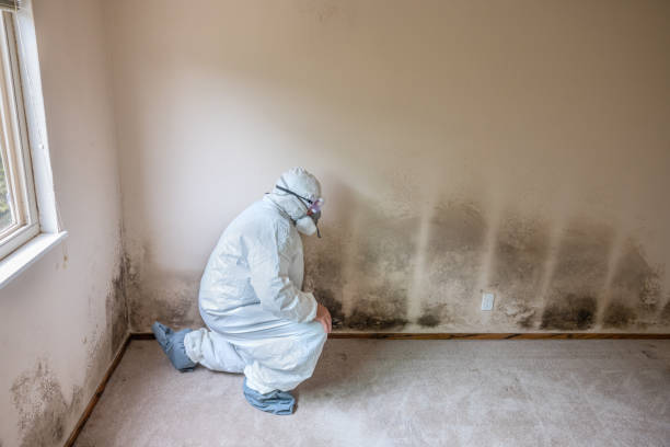 Best DIY Mold Remediation Support Services in Greilickville, MI
