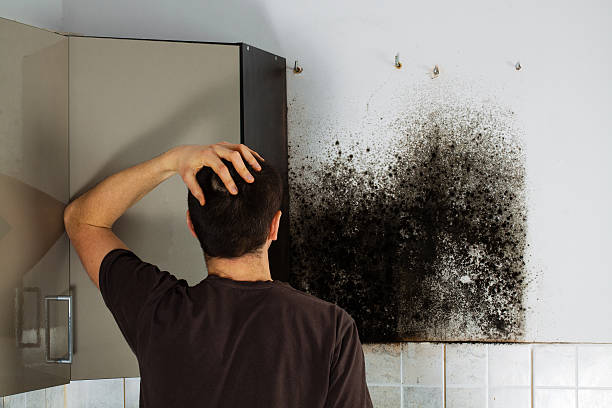 Best Bathroom Mold Remediation in Greilickville, MI