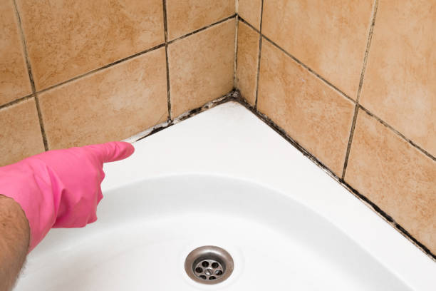 Best Insurance-Related Mold Remediation in Greilickville, MI